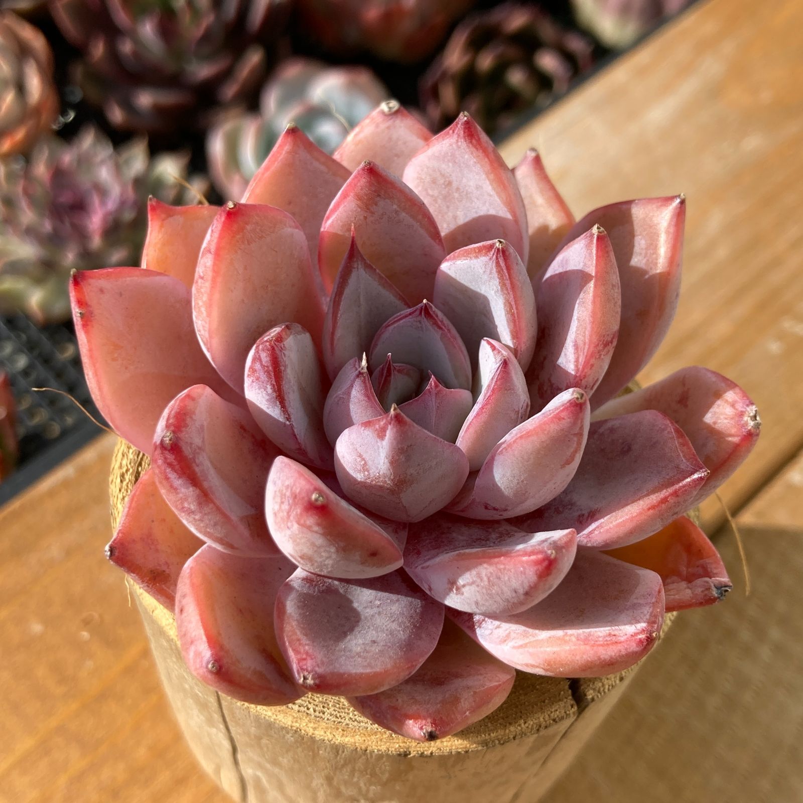 多肉植物 韓国苗 Moon Stone 大苗 多肉植物 ムーンストーン錦 抜き苗