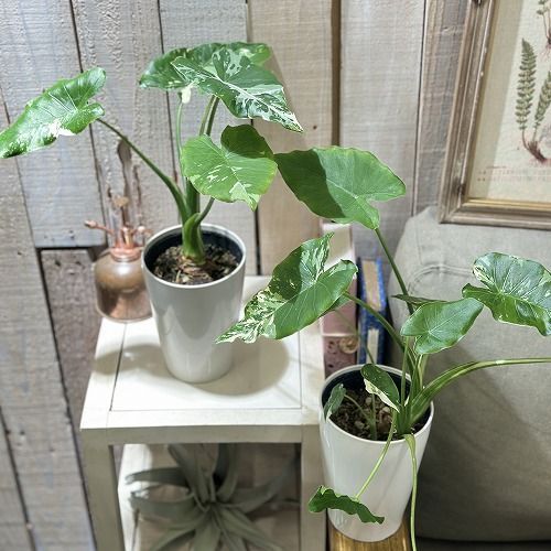 葉傷みあり】観葉植物 クワズイモ 斑入り 4号(個体おまかせ1鉢 