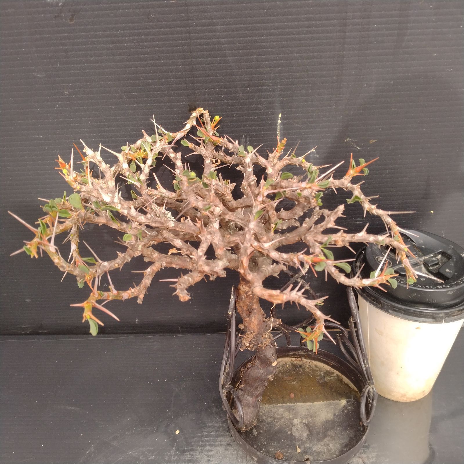 R331【最新到着】Sarcocaulon バンデリエティアエ(現地球・抜き R331【最新到着】Sarcocaulon バンデリエティアエ(現地球・抜き
