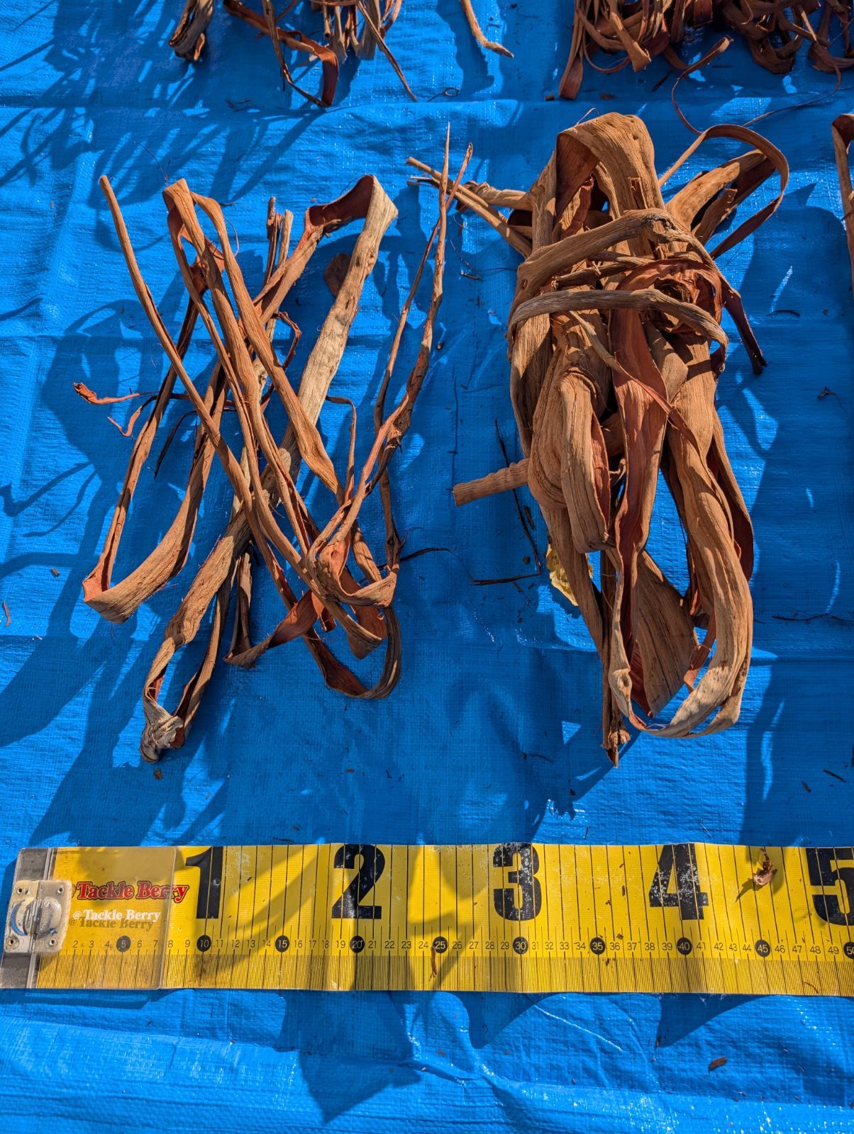 天然山葡萄の蔓3 採集状態で保存2.0キロ令和2年採取