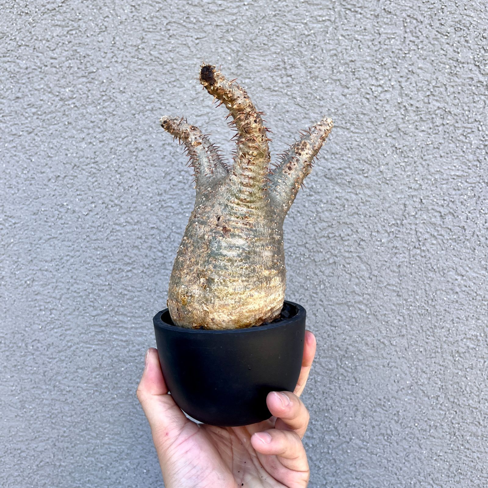 パキポディウム グラキリス 発根済み Pachypodium gracilius コーデックス caudex B パキポディウム グラキリス 特大株 発根株 5分岐 （鉢付き） 現品限り