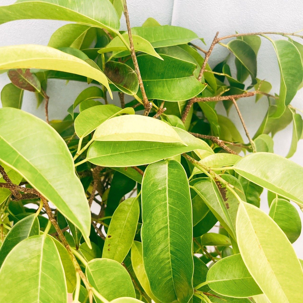 現品］S フィカス アムステルダムキング 8号 観葉植物 大型 室内