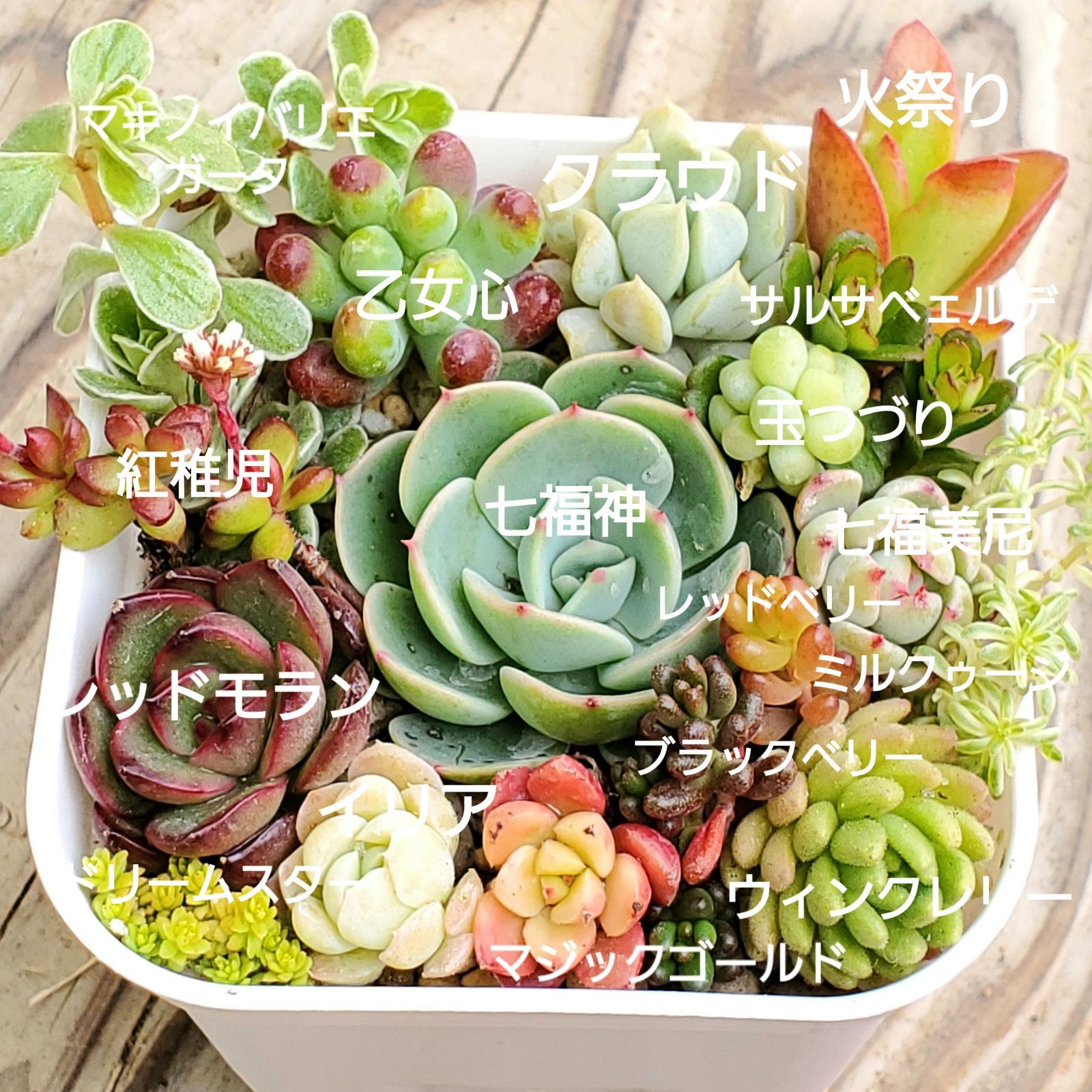 多肉植物 春♡七福神 七福美尼 レッドモラン マジックゴールド 乙女心 