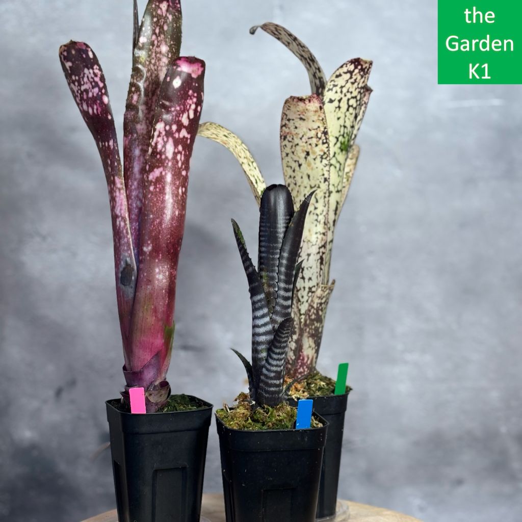 OMG、Elsaエルサ、Nanoナノ、月光爪哇などビカクシダ胞子培養株6種