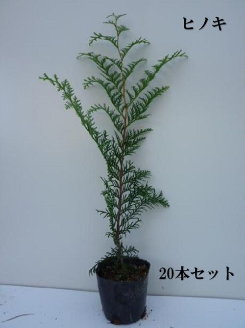 20本セット ヒノキ樹高0.5m前後10.5cmポット