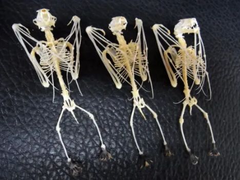 頭骨標本　インドオオコウモリ ネイチャーテクニカラー いきもん公式 on X: 