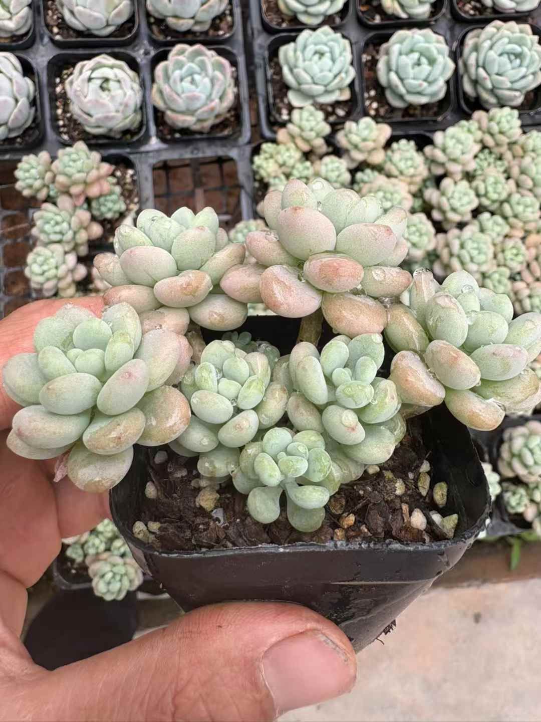 抜き苗 レッドティー XJB434×50株 ふっくら 多肉植物 エケベリア