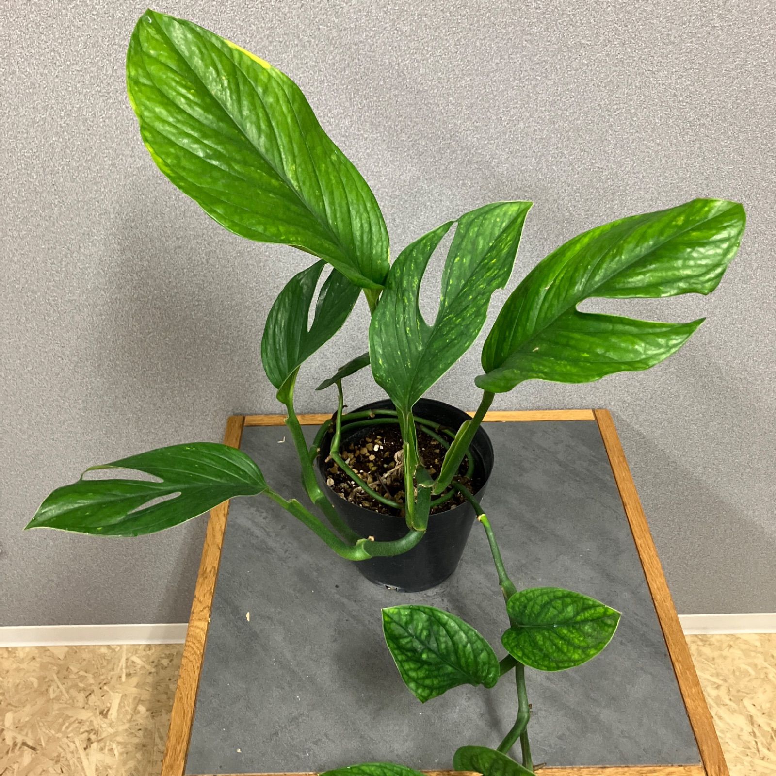 ポトス ステータス 1【現品】☆希少☆ 観葉植物 室内 7号 現品］【希少