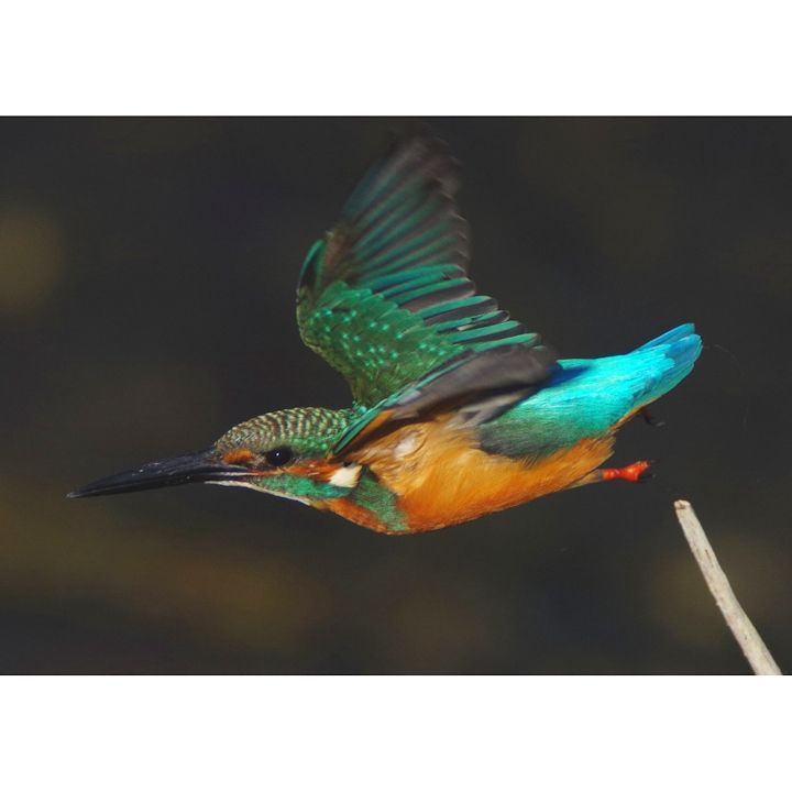 絵画風 壁紙ポスター (はがせるシール式) カワセミの飛行 翡翠 川せみ ソニドリ 翠鳥 鳥 キャラクロ BKWS-007A1 (A1版 830mm×585mm) ＜日本製＞ ウォールステッカー お風呂ポスター