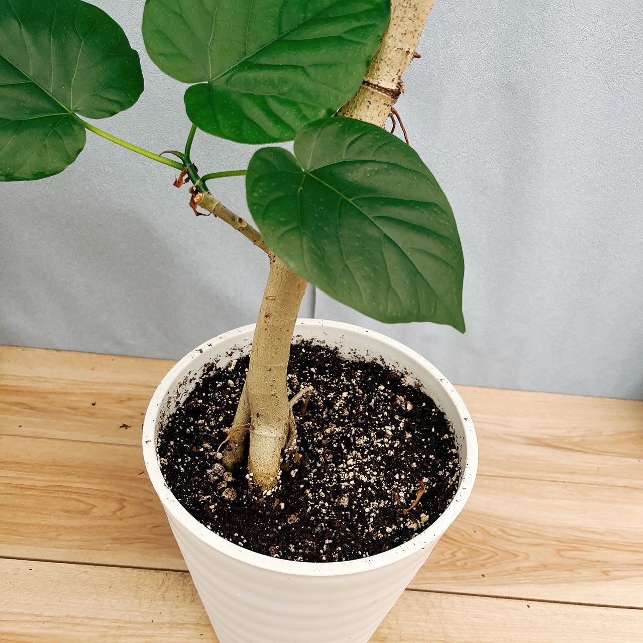 現品］22番 フィカス ウンベラータ 曲がり 8号 観葉植物 室内
