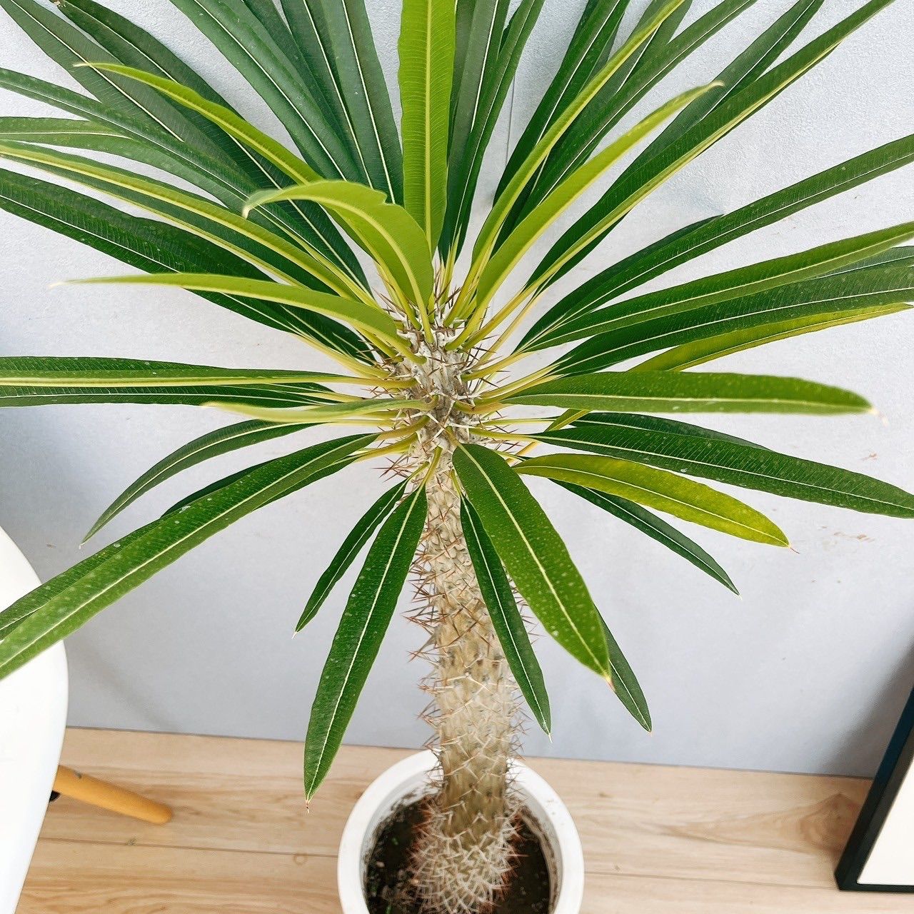 特大株】パキポディウム ラメリー 鉢のまま発送 パキポディウム