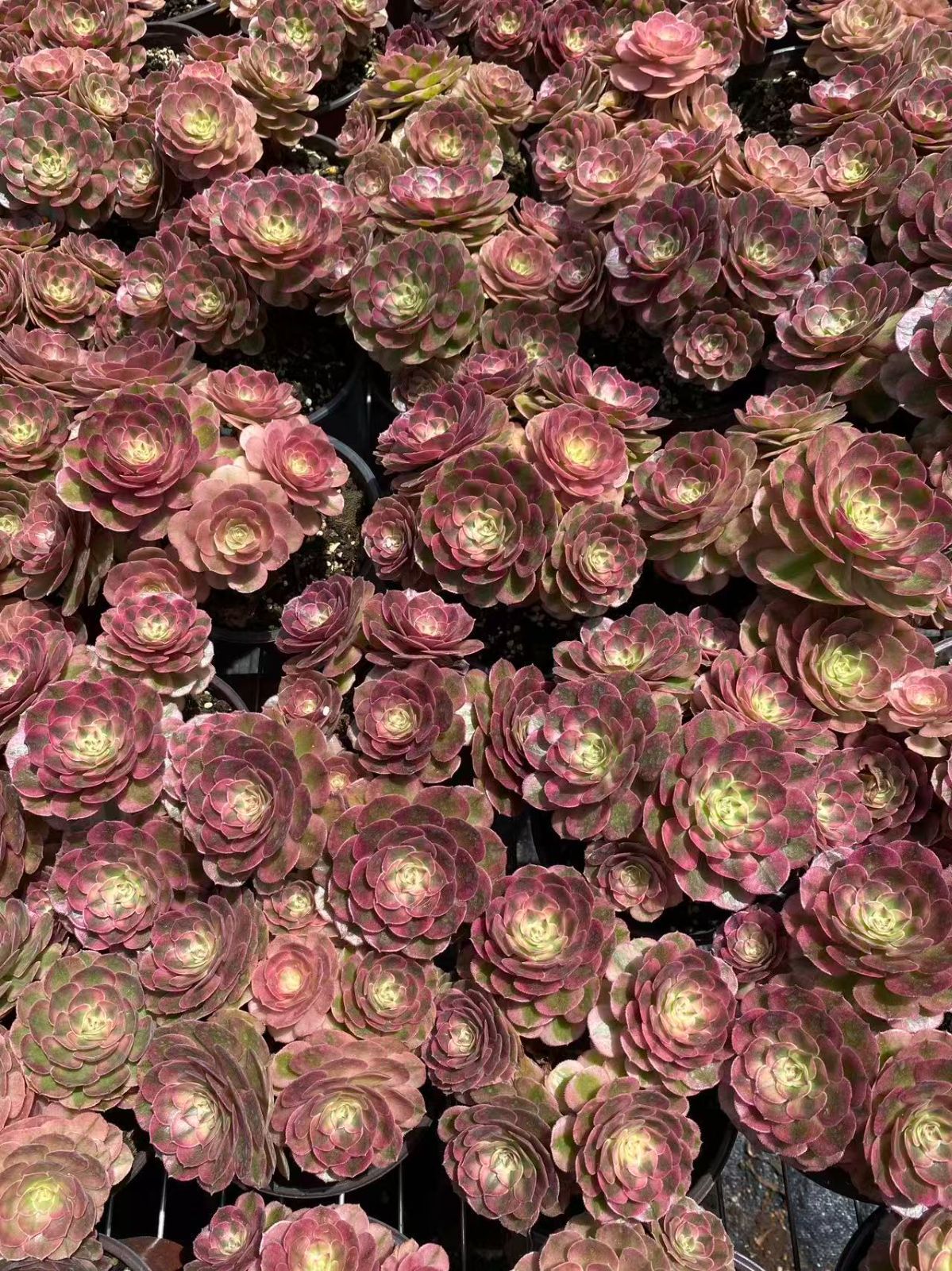 新入荷 万白錦 ZM1674×16鉢 抜き苗 多肉植物 アエオニウム エケベリア