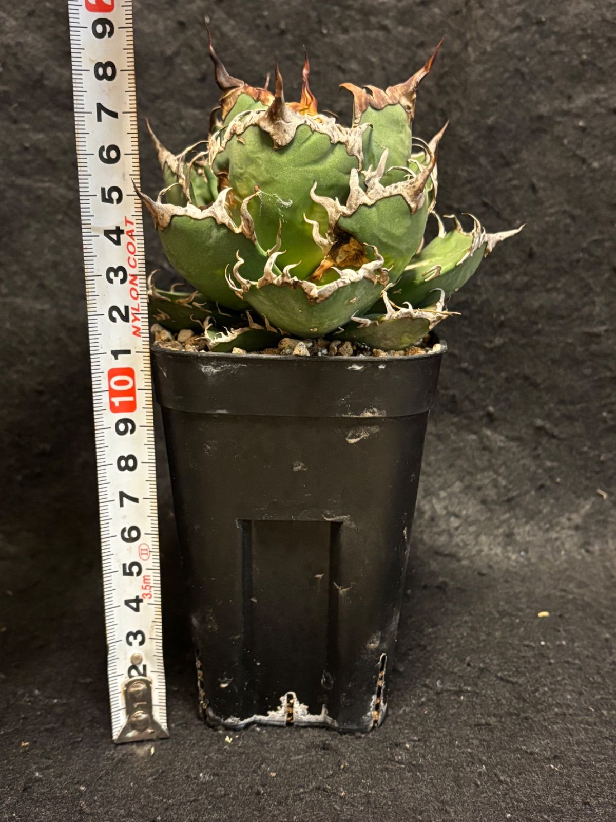 アガベ チタノタ シーザー 葉焼けあり屋外管理株 屋外管理株 - メルカリ