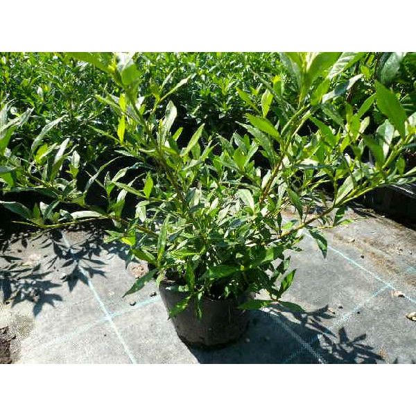 苗|苗木 60本セット ヒメクチナシ 樹高0.2m前後 13.5cmポット ひめくちなし コクチナシ 苗木 苗 植木 庭木 生け垣 kc 60本 60