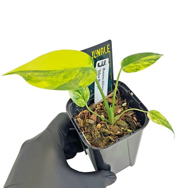現品出荷 UJ モンステラ デリシオーサ イエローマリリン 3号 M06 アーバンジャングル Urban Jungle Monstera Yellow Marilyn 観葉植物