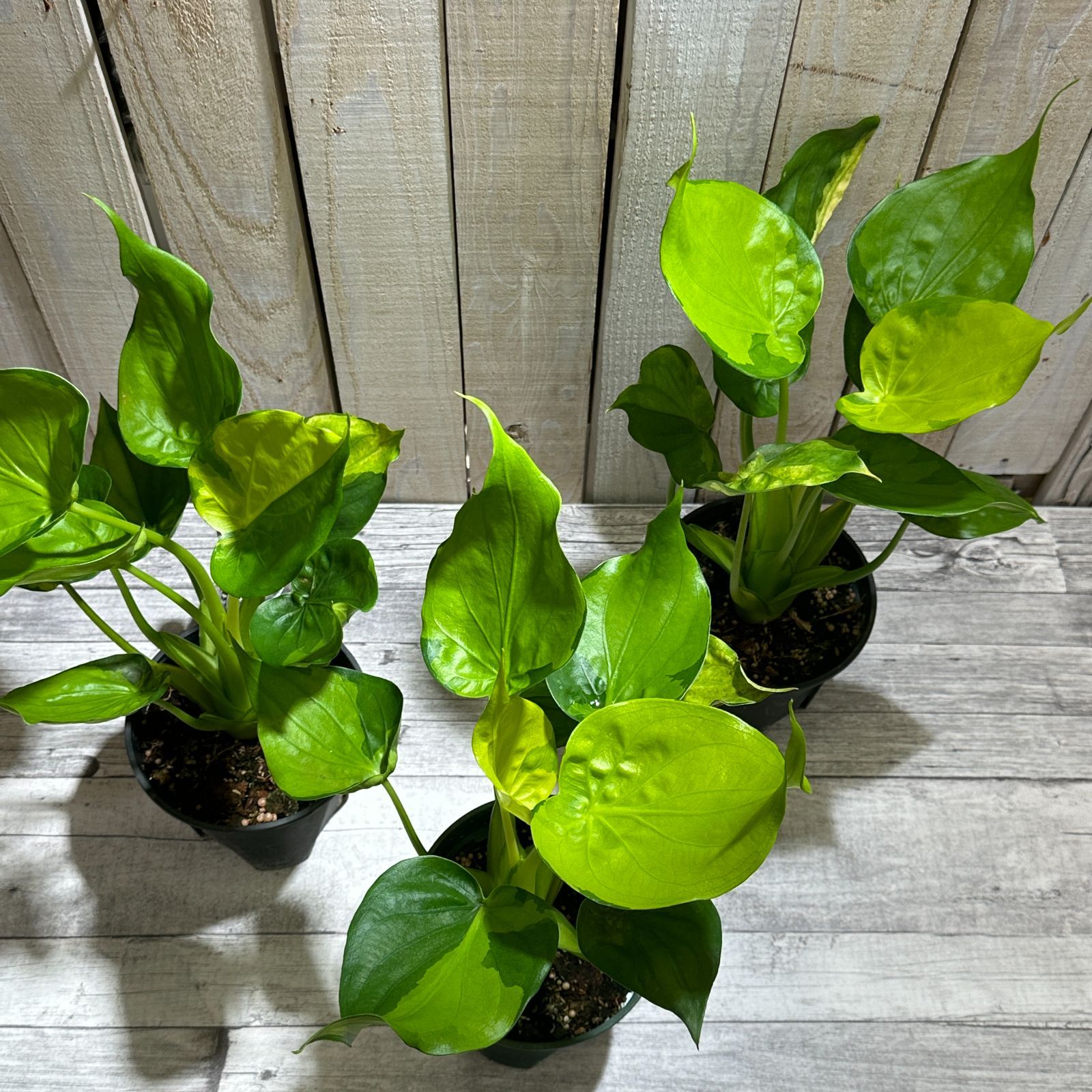 観葉植物 アロカシア ククラタ バリエガータ(斑入りシマクワズイモ) 5