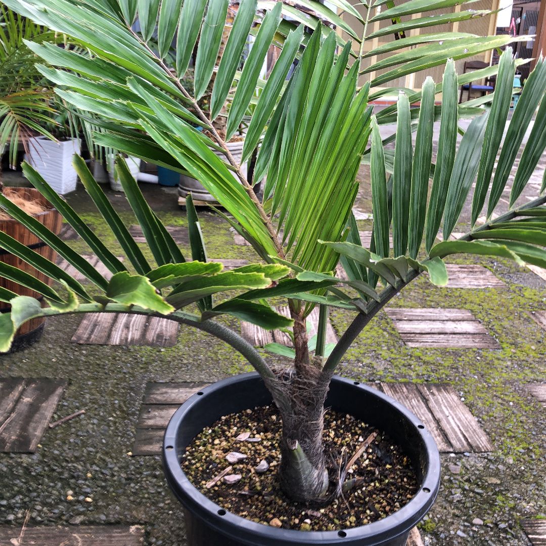 クロツグ ヤシ　椰子　苗　やし　観葉植物