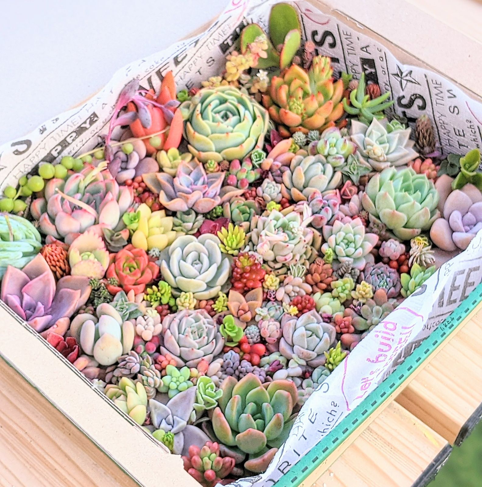 多肉植物 エケベリア セダム 詰合せ セット - メルカリ