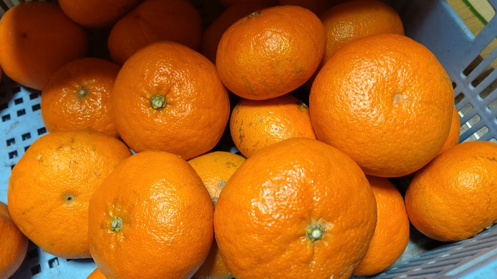 愛媛県産 甘平 家庭用 箱込み10kg