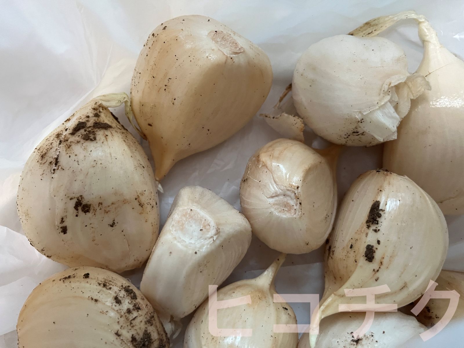 ジャンボニンニク20キロ(農薬,化学肥料不使用) ジャンボニンニク20キロ(農薬,化学肥料不使用)