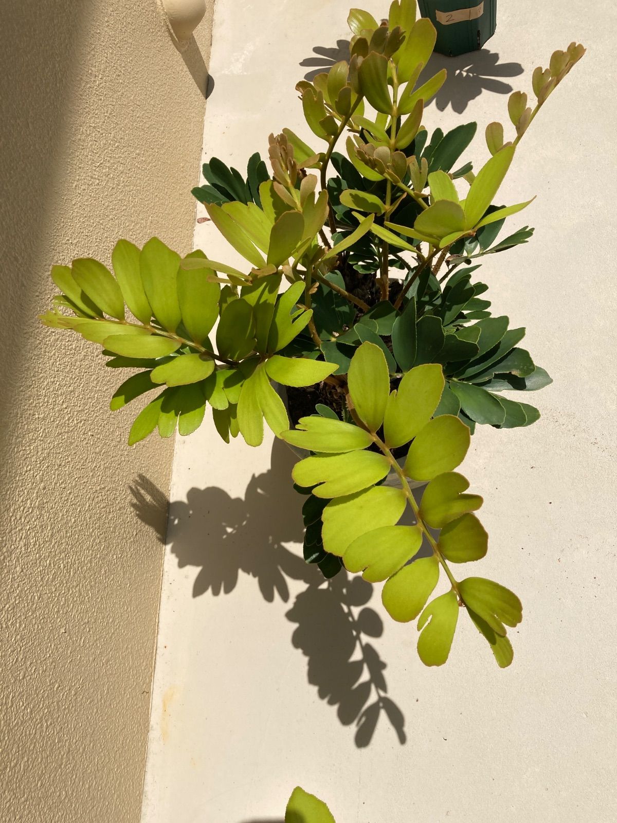 ザミア フルフラセア 多頭 大株 希少 メキシコソテツ ヒロハザミア