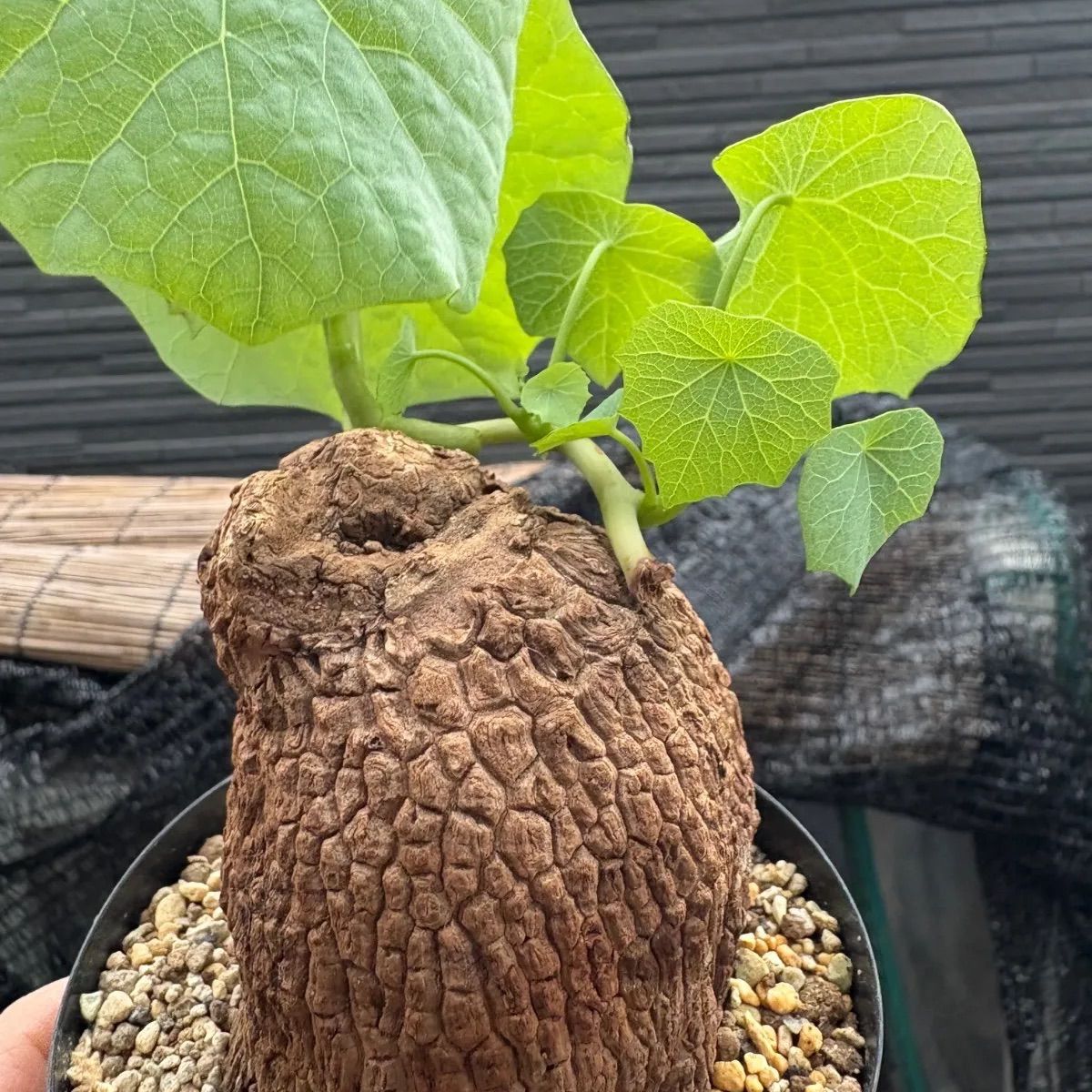 ステファニア スベローサ 発根発芽 鉢付 ステファニア スベローサ Stephania suberosa 発根発芽済み 塊根