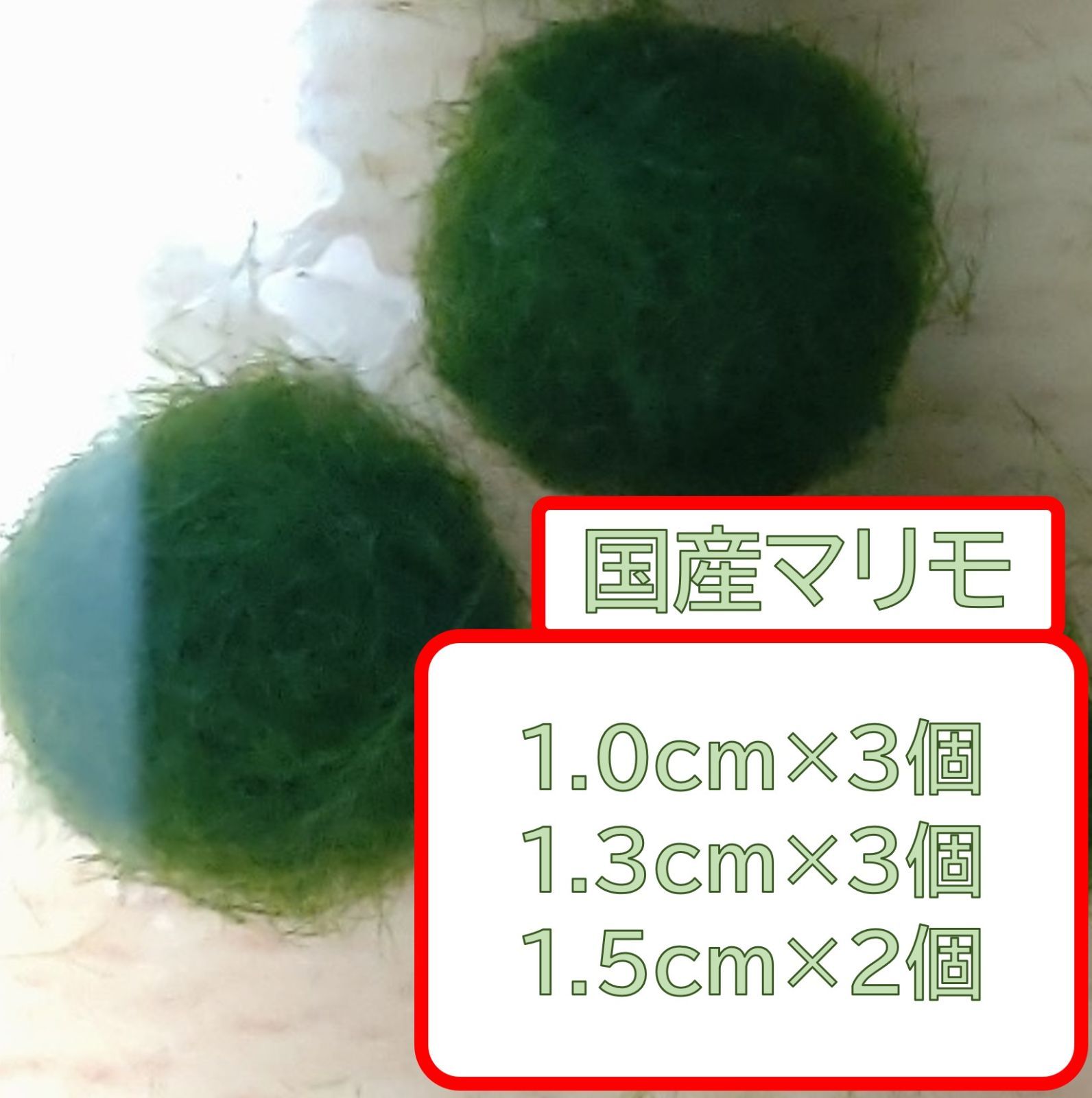 大人気新品 国産マリモ 約１cm 3個 癒しのマリモ無農薬 aaramrodrigues