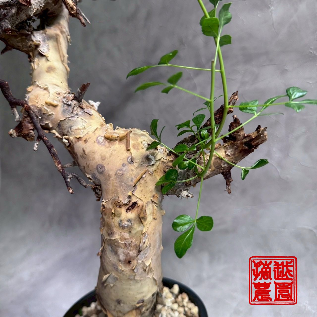 送料無料 ③コミフォラ カタフ ソマリア産Commiphora kataf コミフォラカタフ(Commiphora kataf) 送料無料 ③コミフォラ カタフ