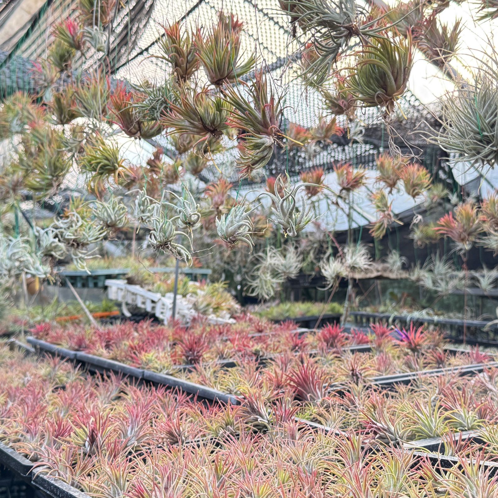 Tillandsiaセット 真っ白 Silver Torch (xerographica x chiapensis) #tillandsia