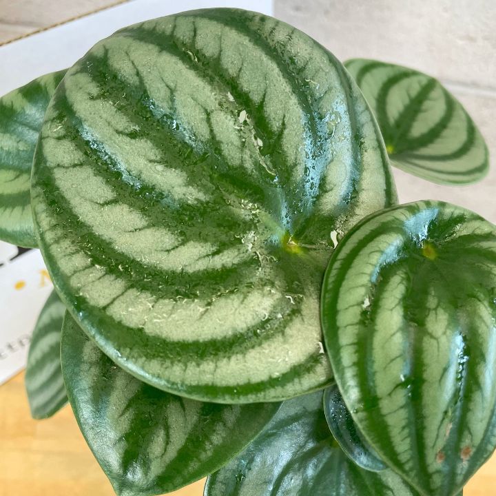 Peperomia argyreia スイカペペペペロミア ペペロミア サンデルシー 観葉植物 ペペロミア サンデルシー スイカペペ 4号ポット プラ鉢 投げ込み - メルカリ
