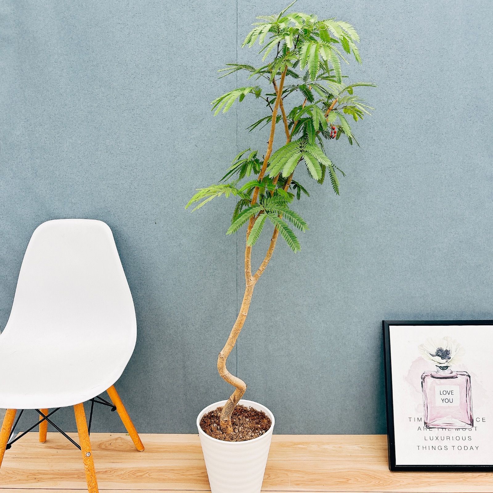 現品］10番 節約 エバーフレッシュ 曲がり 8号 観葉植物 室内 大型