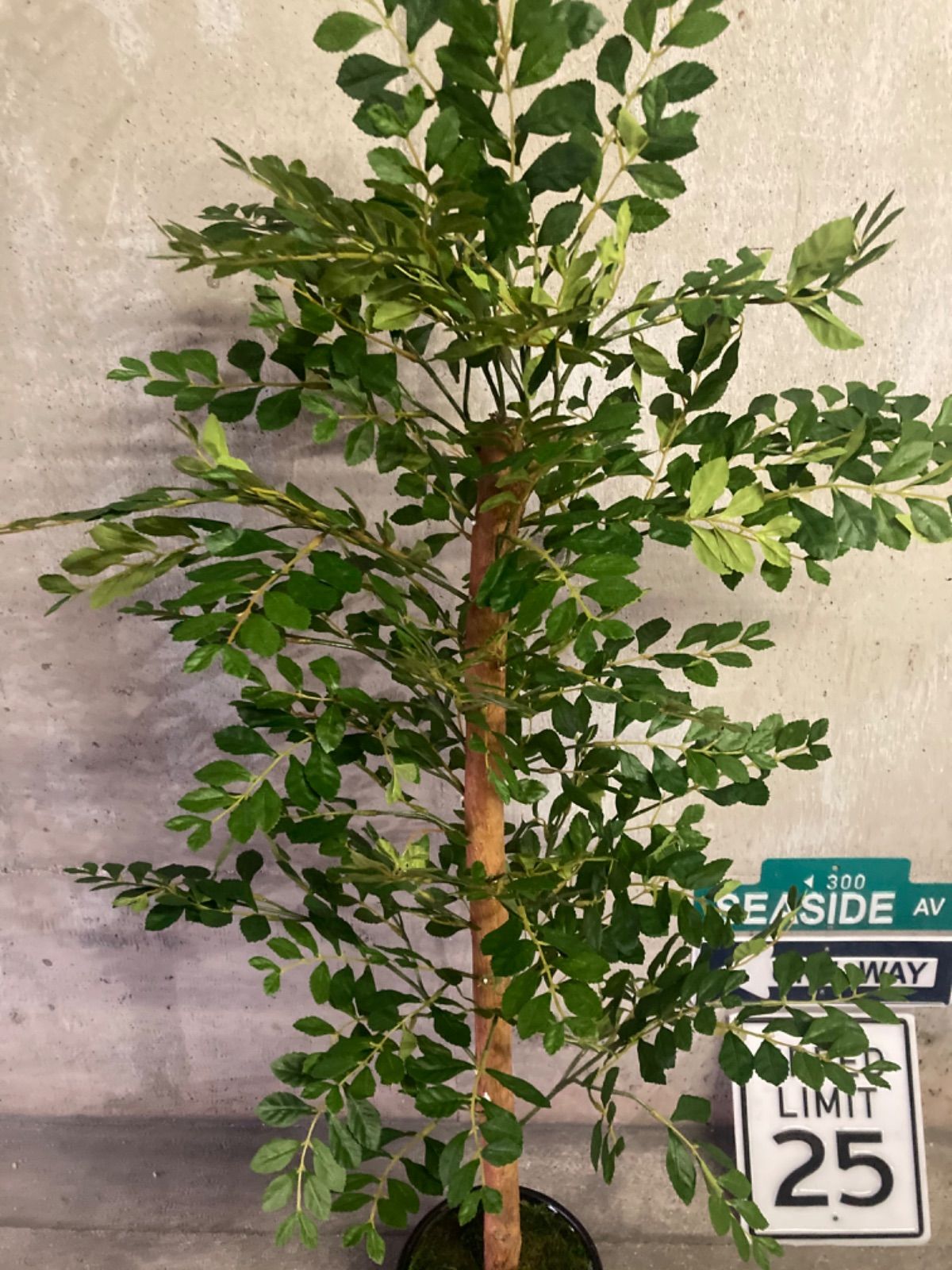 光触媒　人工観葉植物　ウォールグリーン　フェイク　アレンジ　トネリコ125