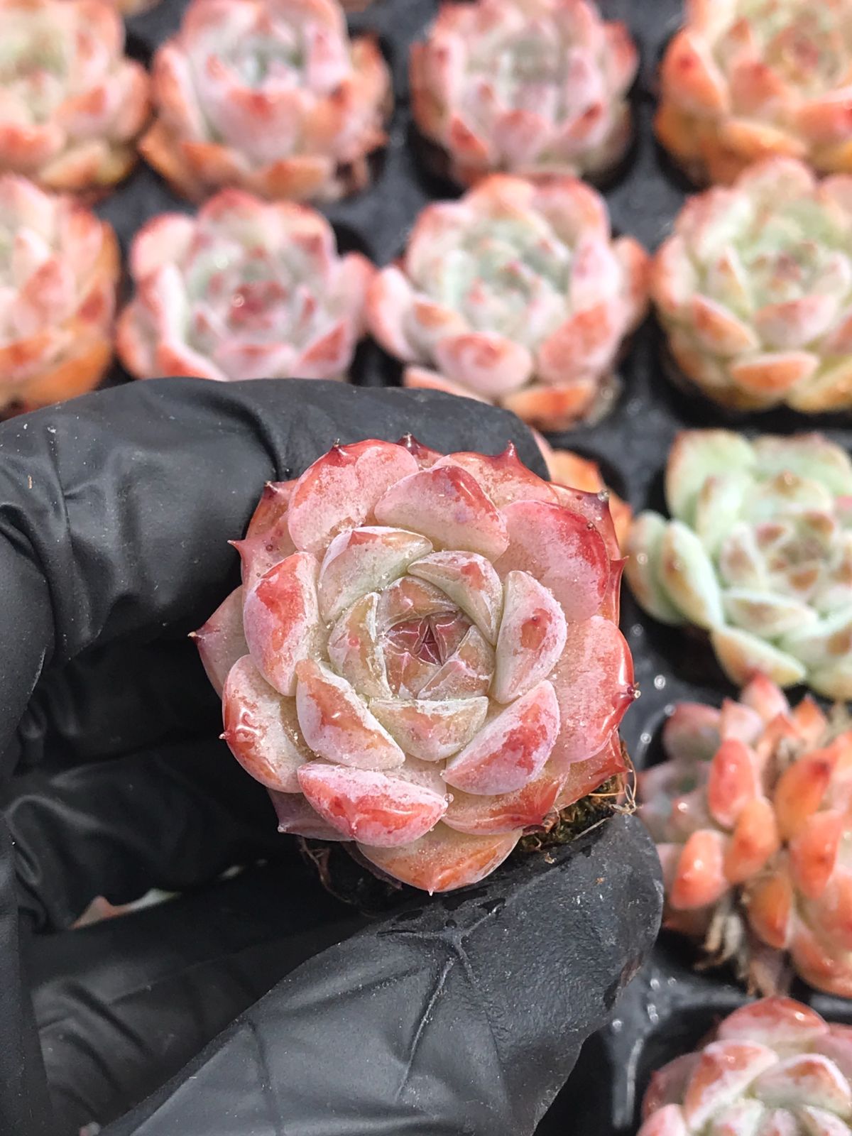 新入荷 イチゴジャム 鮮やかな128苗セット 土と根付き 多肉植物 エケベリア レア種 韓国苗 サボテン 詰め合わせ 寄せ植え 23