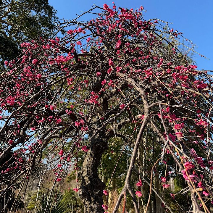 特大】3.4m 枝垂れ梅 枝垂れ紅梅 赤花 シダレウメ - メルカリ