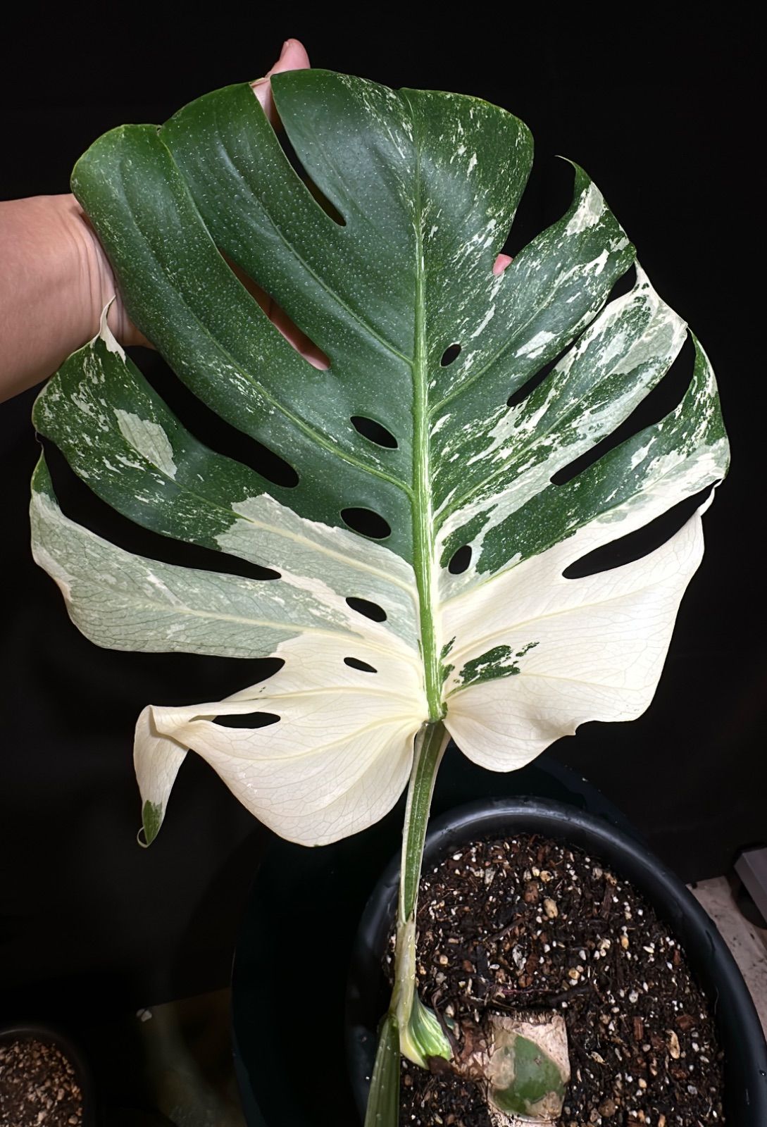 斑入り 【発根済み】モンステラ デリシオーサ ホワイトティアーズ