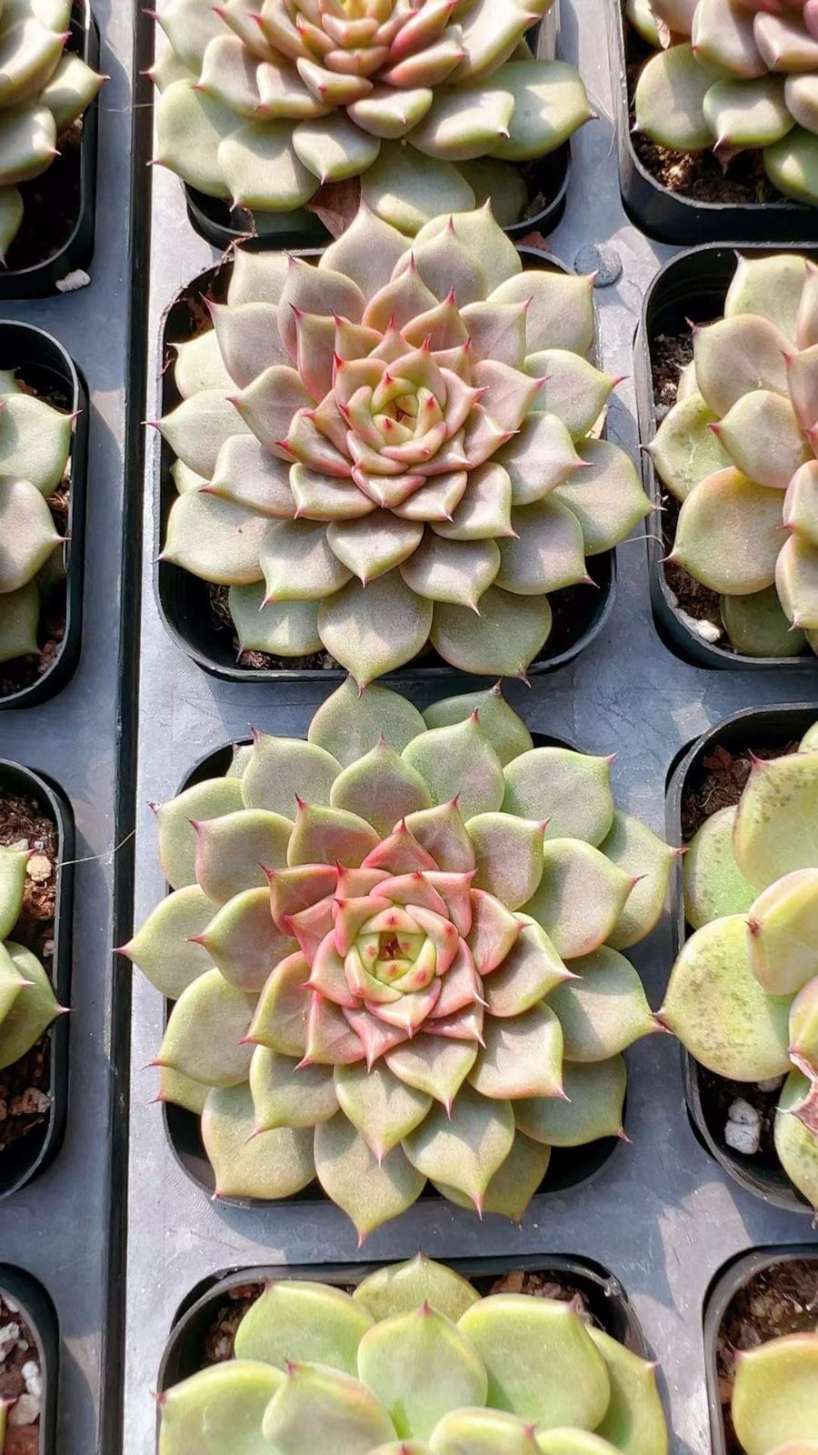 多肉植物　ヘラクレス　◇抜き苗◇ 多肉植物 ヘラクレス 抜き苗 多肉植物 ヘラクレス ◇抜き苗◇