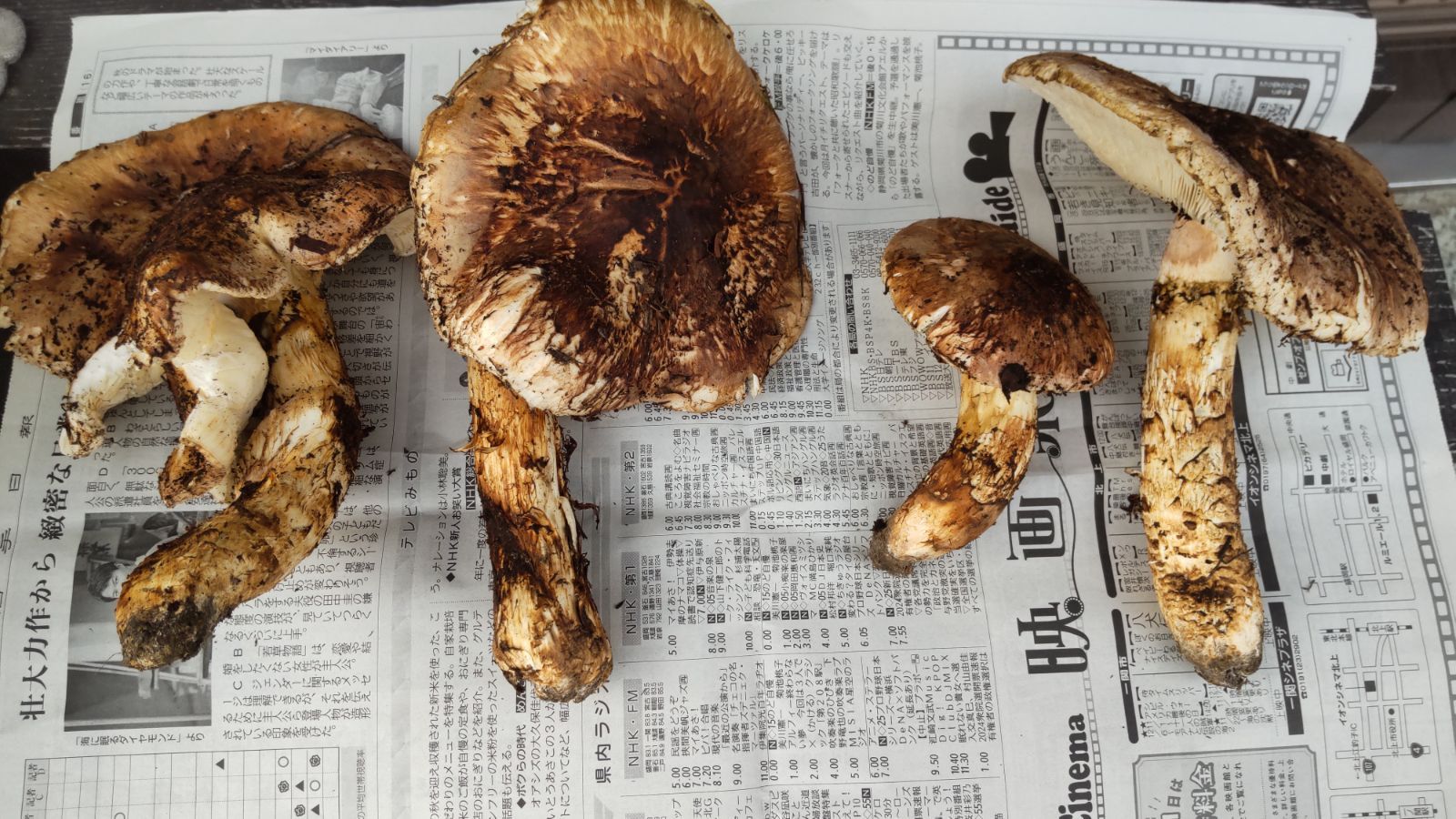 岩手県産 松茸 訳あり 920g 20日収穫 - メルカリ 岩手県産 松茸 訳あり 920g 20日収穫 - メルカリ