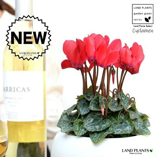 m*5様 70s 80s デサント製 アディダス XL 5号グリーン トラックジ