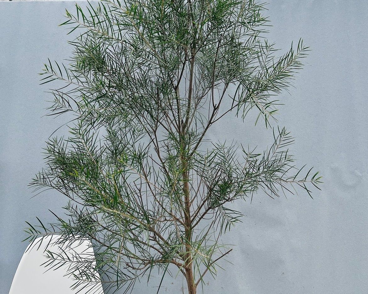 ［現品］※売約済※ 法人　割引　アカシア　フロリバンダ　8号　観葉植物　レア 現品］※売約済※ 法人 割引 アカシア フロリバンダ 8号 観葉植物