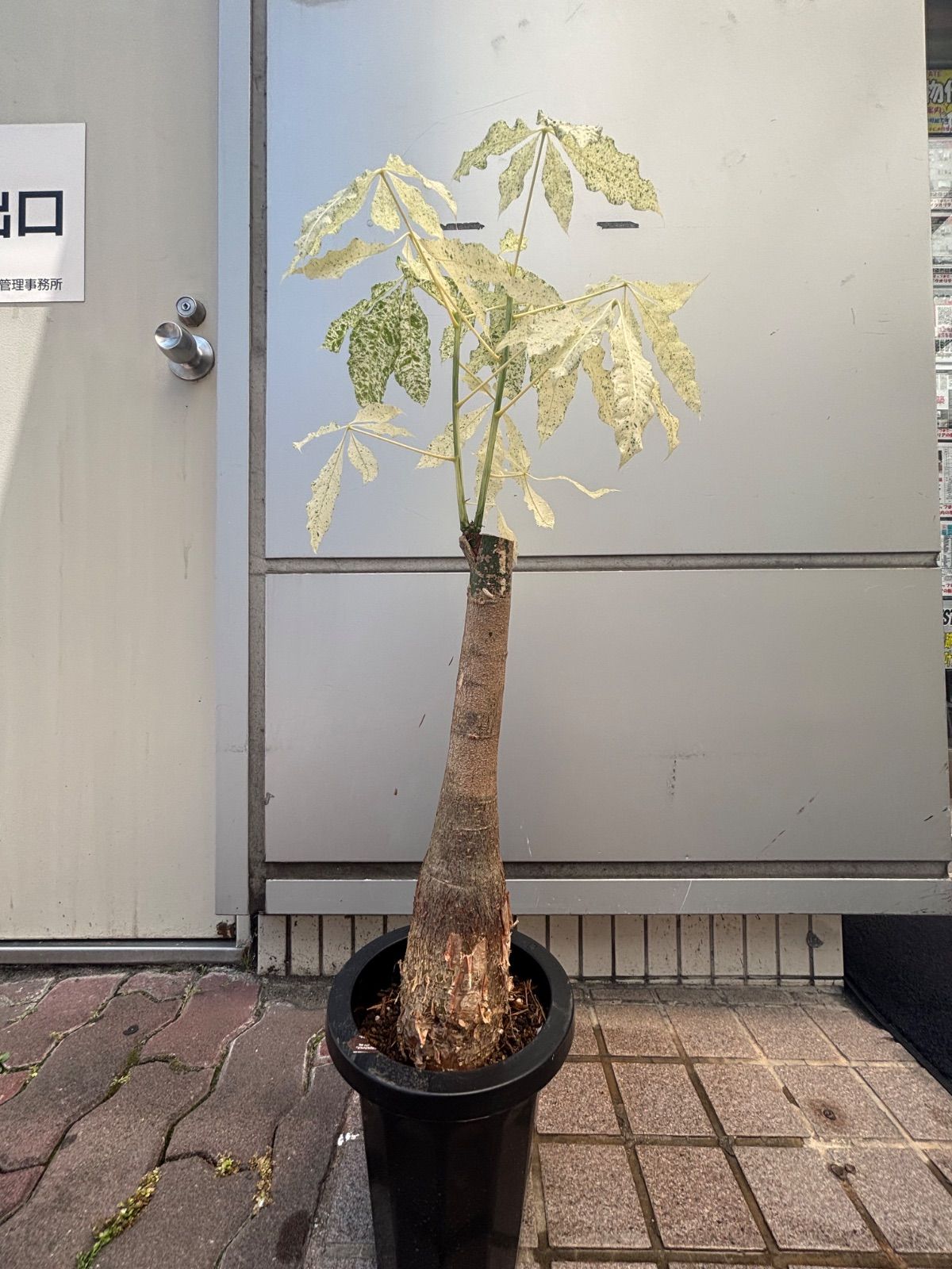 理英会 ピンポン！ワーク 年中、年長用 理英会 ピンポンワーク ペン