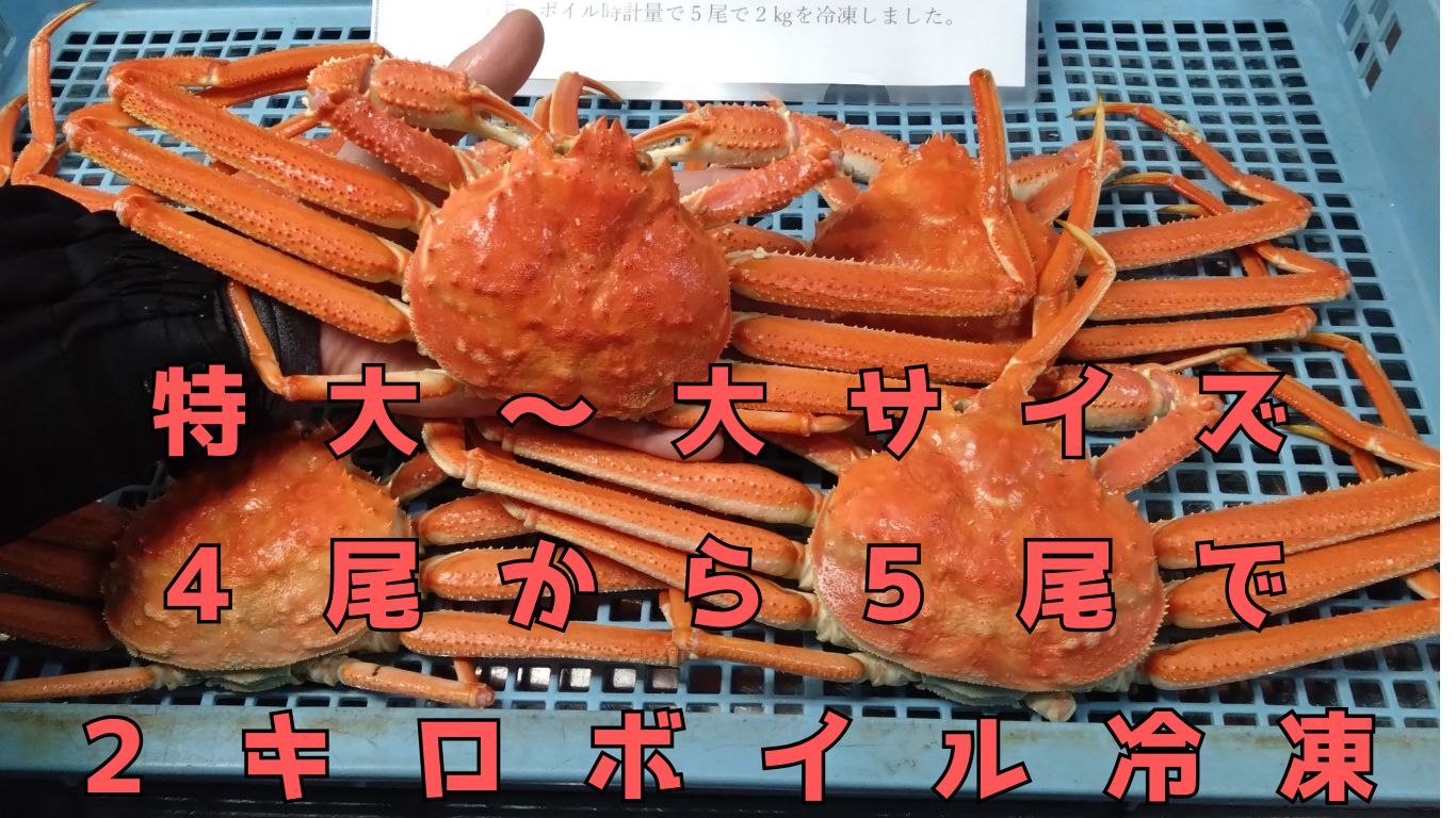 4尾から5尾入で2.0キロ 特大～大サイズ オオズワイガニ 冷凍便