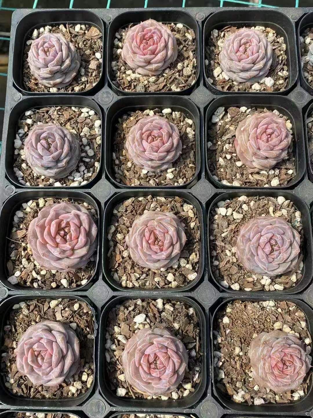 抜き苗 フローズンリップ MY50×18株 ふっくら 多肉植物 エケベリア