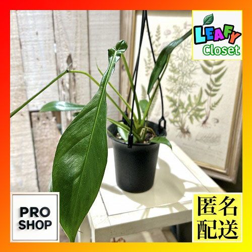 観葉植物 フィロデンドロン ジョーピー 3.5号吊り鉢(個体