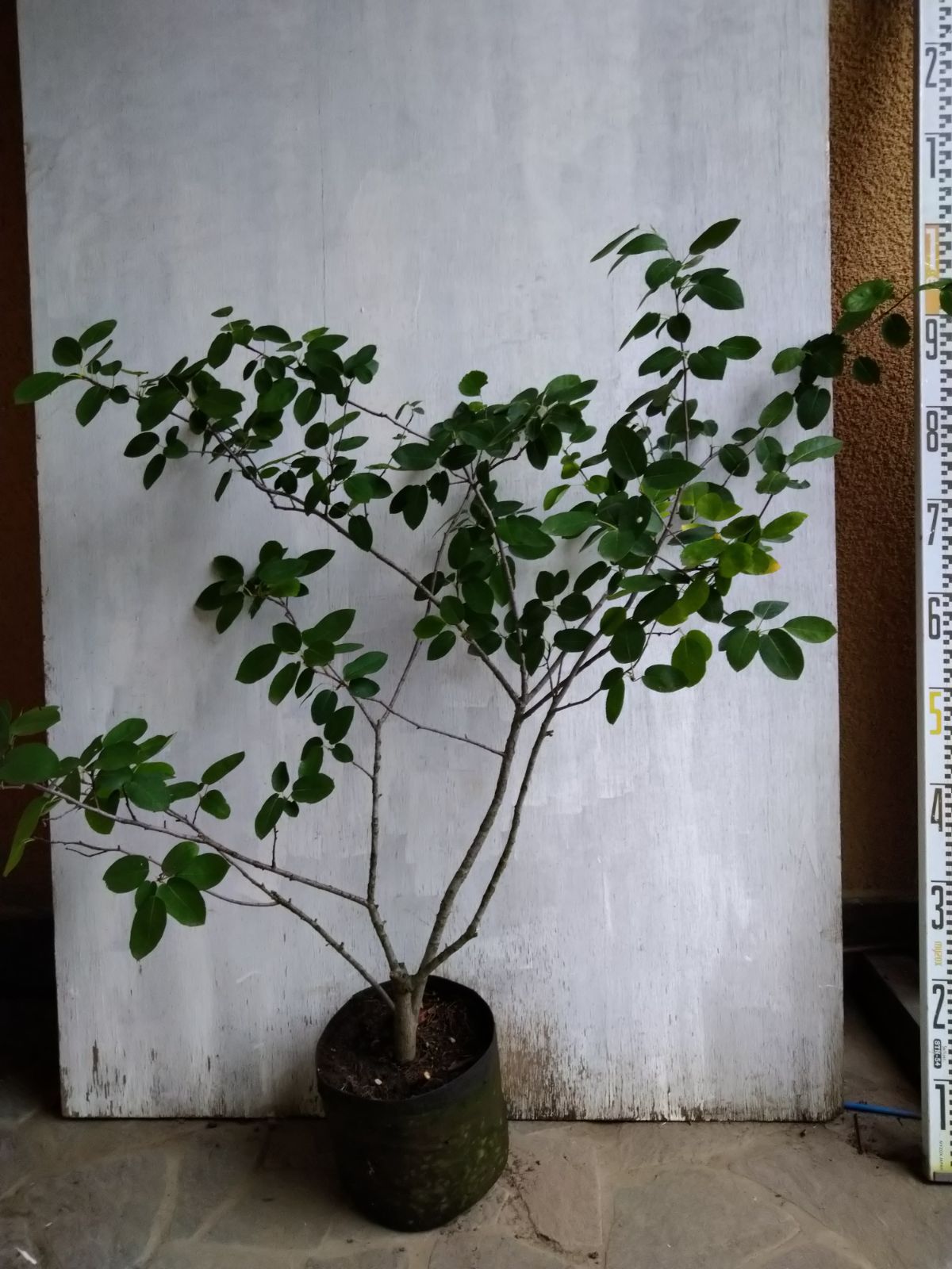 ジューンベリー株立ち③ ジューンベリー 15本株立ち 約2.5m 一点物