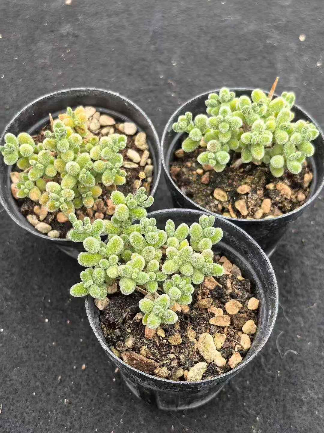 32鉢の土鉢付きセット ドロサンテマム ラヴィシー 多肉植物 佐川急便発送 エケベリア 韓国苗 MY727 YUZUMIYA_COM