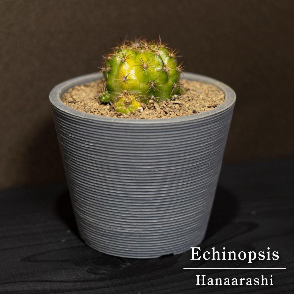 【珍品】 実生斑入り　多肉植物　花サボテン Yahoo!オークション - 多肉植物 黒花サボテン 羅紗錦（実生)