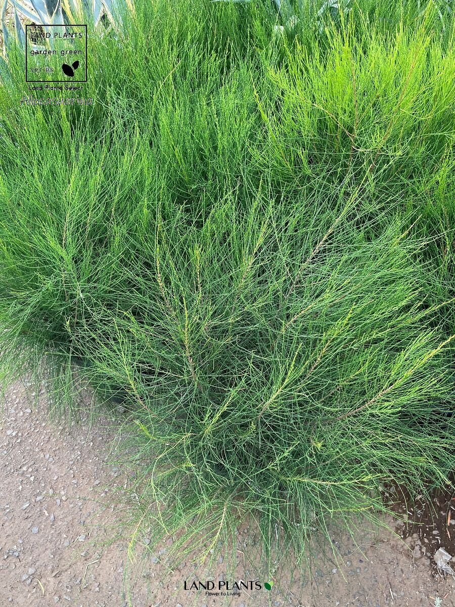 希少 タマモクマオウ 特大 楽天市場】【送料無料】タマモクマオウ ( 玉木麻黄 ) の苗 庭木