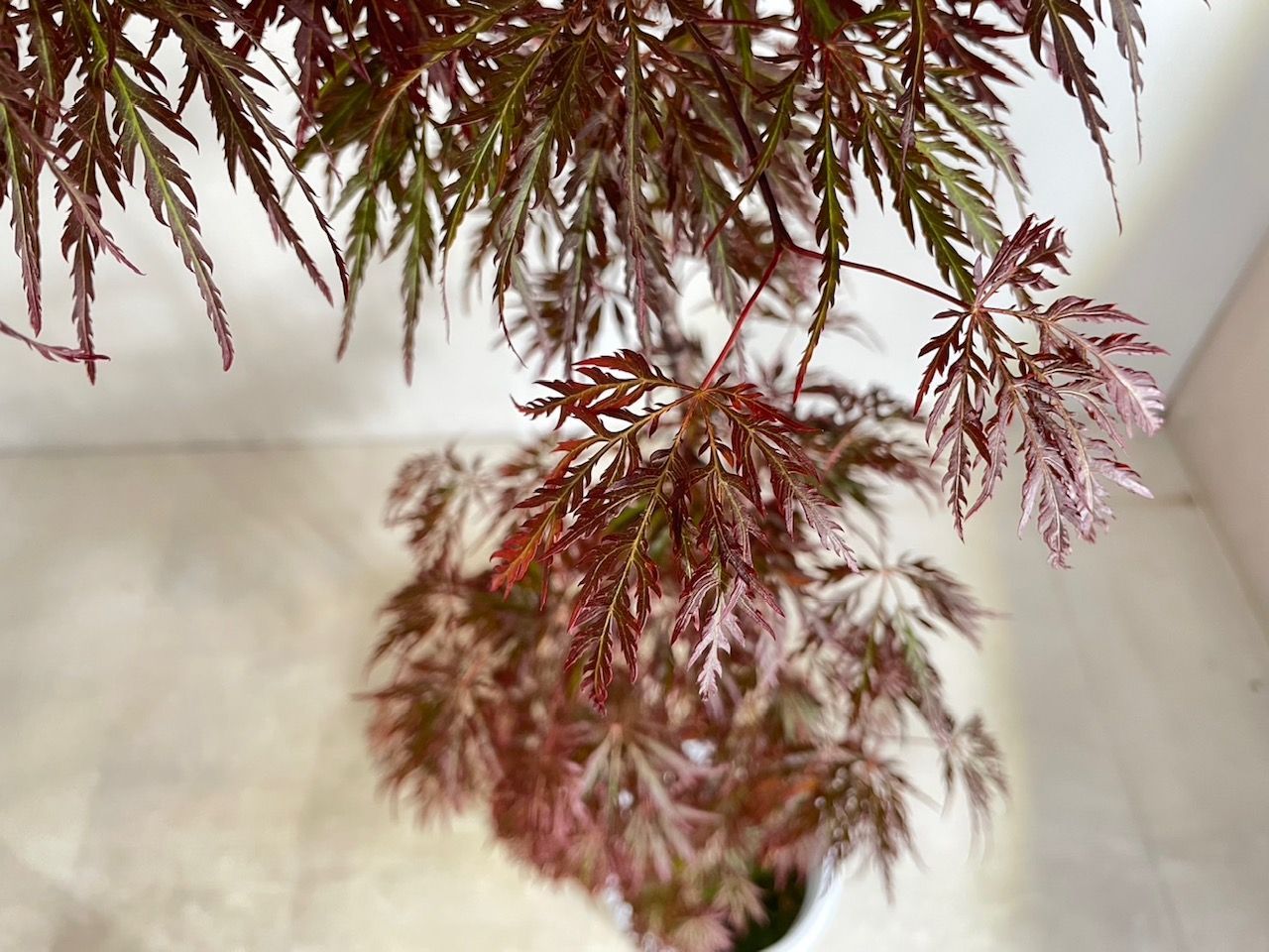 枝垂れ 紅葉
