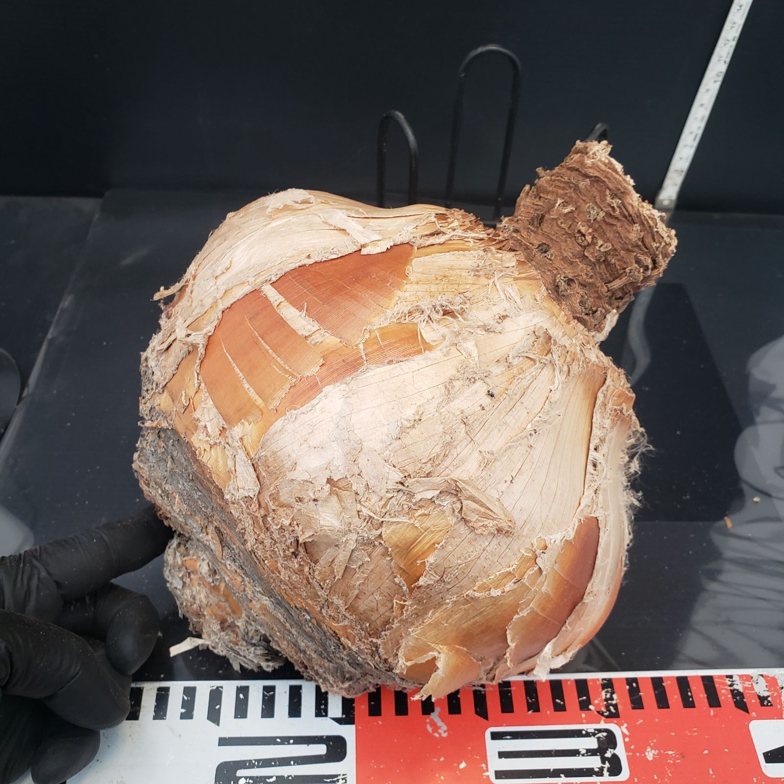 最新到着 Boophane