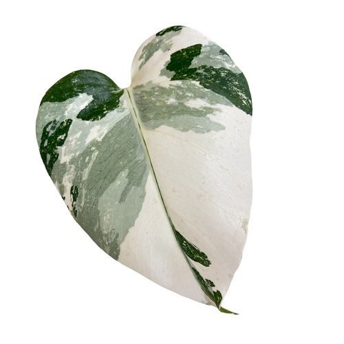 k*4様 モンステラ ホワイトタイガー 販売 R*u様 斑入りモンステラ